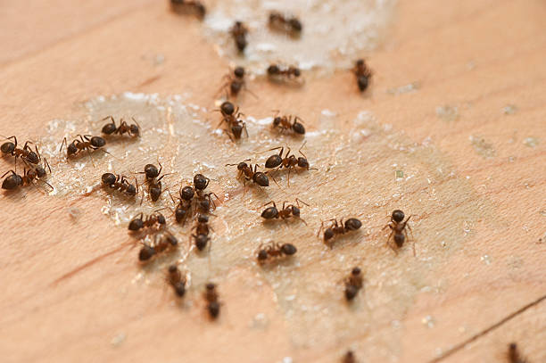 Best Pest Prevention Services  in New Hope, MN