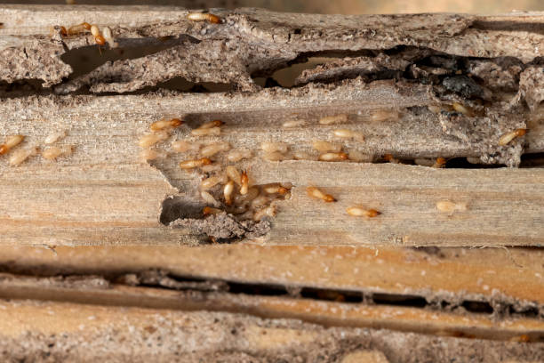 Spider Control Near Me in New Hope, MN